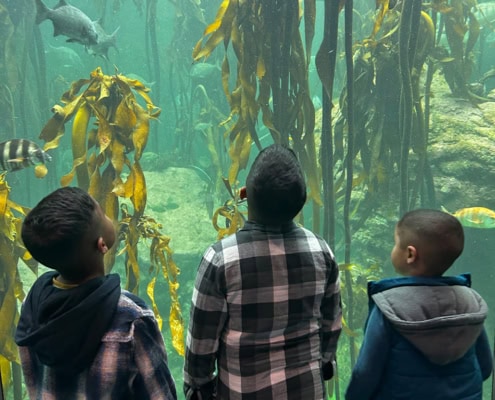 Three primary school boys admiring the fish and aquatic plants at the Two Oceans Aquarium in 2024.